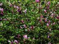 Magnolia liliflora Orchid IMG_3931 Magnolia purpurowa